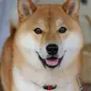 user5241031643843 - @ryanvaccaro39 - TikTok