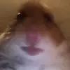 ryan0wardlaw - @rydoggydog1 - TikTok