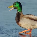 Ryan Weinstein - @justagoodduck - Instagram