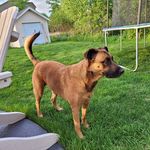 Ryan Westphal - @rawyzf44 - Instagram