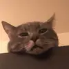 ryan??? - @ryanwhitman._ - TikTok