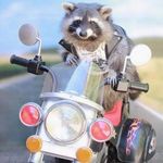 Ryan Mah Witz - @ryanswepea - Instagram