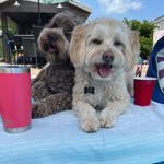 Rylee & Bentley - the labradoodles 🐶🐾 - @rylee_and_bentley_doodles - Instagram
