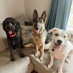 Rylee, Bentley, & Boone - @lifewithry.bent.boone - Instagram