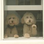 Rylee & Cooper - @rylee.cooper.doodle - Instagram