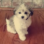 Rylee Cooper - @rylee_themaltipoo - Instagram