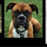 Rylee Edgell - @boxerdogs06 - Instagram
