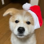 mariko - @ryuchan__830 - Instagram