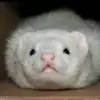Ryu._.Chan_ - @ryu._.chan_ - TikTok