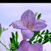 Saad Haneef - Facebook
