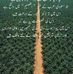 Saad Iqbal - Facebook
