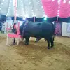 Saad Javed - @saadjaved08 - TikTok