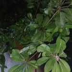 Saad mohiuddin - @tasneem7702221754 - Instagram