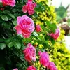 saad Muhammad - @saad.muhammad100 - TikTok
