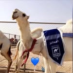 Saad nasir - @nasisaad - Instagram
