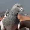 Saad Rasool - @saad.rasool53 - TikTok