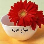 Saad Selim - @saadselim3000 - Instagram
