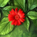 Saad Toma - Facebook