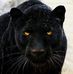 Saad Yousif - Facebook