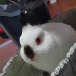 saadia malik - @saadia969 - Instagram