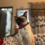 Saadia Raja - @saadiaraja7171 - Instagram