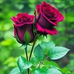 Roshan Matho Sing - @sabbusinghrajput8676 - Instagram