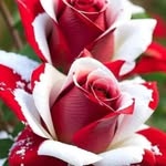 Saba M Alsafar - @saba_al_saffar1 - Instagram