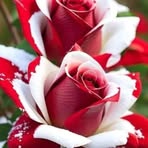 Saba M Alsafar - Facebook