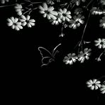 Saba Amin - Facebook