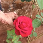 Saba anis wanware - @sabaaniswanware - Instagram