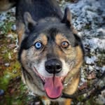 @sabacrossedbreed - Instagram