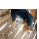 Nyonsaba De Rescuer - @nyon.sabadanieldogshelter123 - Instagram