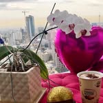 saba - @saba.house_plants - Instagram