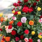 Saba Waheed - Facebook