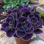 Sabiha Abdullah - Facebook