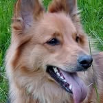Sabine Bender - @saigadoglife - Instagram