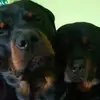 Sabine Schaefer - @akivascha - TikTok
