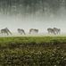 Sabine Senft - Facebook