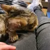 Sabine Simon - @sabine.simon0 - TikTok