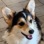 Sabine Thomas - @corgis_o_thepalatinatepixies - Instagram