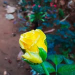 sabitha chacko - @sabithachacko - Instagram