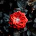 Sabitha Thomas - Facebook