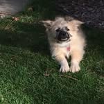 🌸 Sable Foster 🌸 - @a.wolfpup.named.sable - Instagram