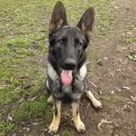 Hunter - @hunter_sable - Instagram
