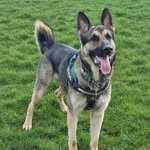Hunter the sable shepherd 🇬🇧 - @hunter_the_sable_shepherd - Instagram