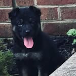 Sable_Hunter - @sable_the_savage - Instagram