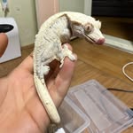 🦎우당탕탕 크레집사 봉봉이와 아이들🦎 - @sable__lee - Instagram