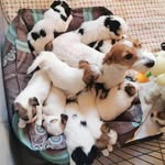 Jack Russell puppies for sale - @jonathan_jack_russell_breeder - Instagram