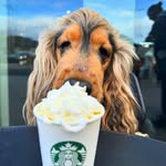Russell Todd - @russell_sablespaniel - Instagram