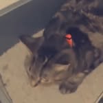 Sable Wood Palmer - @sablethe_tabbyxbengel_cat - Instagram